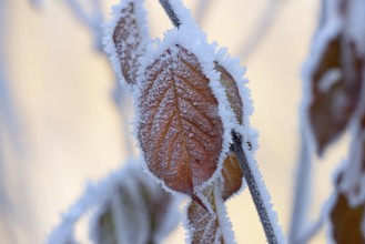 Autumn leaves on a branch with hoarfrost, close-up, North Rhine-Westphalia, Germany, Europe