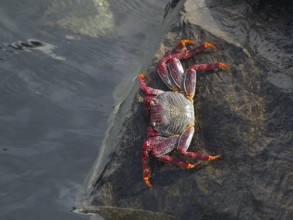 A red rock crab (Grapsus adscensionis) sits on a rock at the water's edge. Puerto de Santiago,