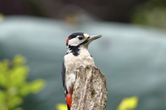 Great spotted woodpecker (Dendrocopos major) male sitting on dead wood in the forest, animal