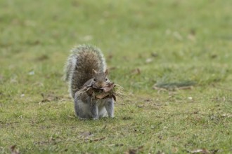 Grey squirrel (Sciurus carolinensis) adult animal with leaves and grass in its mouth for nesting