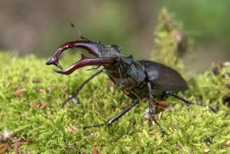 Stag beetle (Lucanus cervus), horned beetle, fire beetle, male with large mandibles, upper jaw,