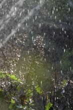 Watering the garden, early September, Germany, Europe