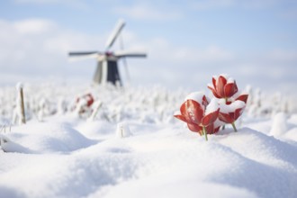 Red tulip spring flowers covered in snow with blurry traditional Dutch windmill in background. KI