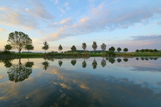 Lake in spring with row of trees and reflection at sunset, Drei Gleichen, Ilm-Kreis, Thuringia,