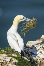 Northern Gannet, Morus bassanus, bird on cliff, Bempton Cliffs, North Yorkshire, England, United