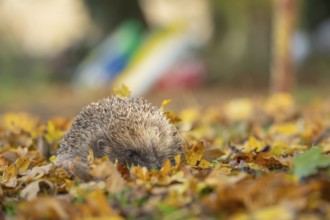 European hedgehog (Erinaceus europaeus) adult animal on fallen autumn leaves in a garden, Suffolk,