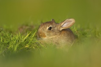 Rabbit (Oryctolagus cuniculus) wild juvenile baby animal resting in grassland in the summer,