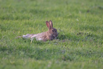 Rabbit (Oryctolagus cuniculus) wild adult animal in resting grassland in the summer, England,