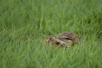 European brown hare (Lepus europaeus) adult animal resting in grassland, England, United Kingdom,