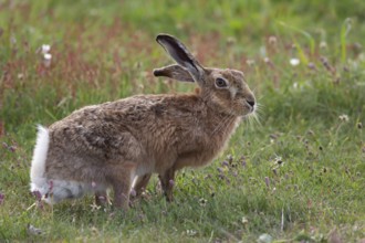 European brown hare (Lepus europaeus) adult animal in grassland amongst summer flowers, England,