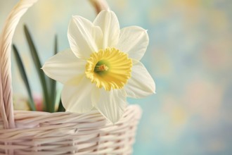 White and yellow Daffodil spring flower in basketin front of blue background with copy sapce.