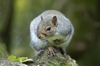 Grey squirrel (Sciurus carolinensis) adult animal on a tree branch, England, United Kingdom, Europe