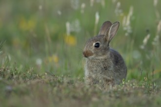 Rabbit (Oryctolagus cuniculus) wild juvenile baby animal resting in grassland in the summer,