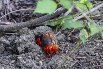 Harlequin crab (Cardisoma armatum), Manuel Antonio National Park, Puntarenas district, Costa Rica,