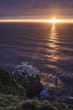 Bird cliffs on a steep coast in front of the sea, midnight sun, gannets (Morus bassanus), colony,