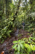 Young man by a small stream, tourist on a narrow hiking trail in the tropical rainforest, Laguna de