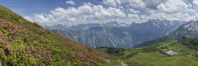 Alpine rose blossom, panorama from Fellhorn to Höfats, 2259m, Allgäu Alps, Allgäu, Bavaria,