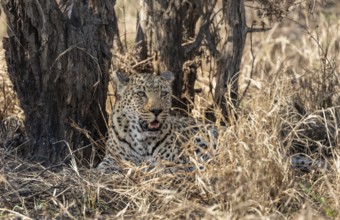 Leopard (Panthera pardus) lying down, adult female, Kruger National Park, South Africa, Africa