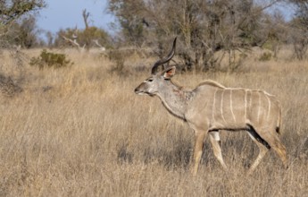 Greater Kudu (Tragelaphus strepsiceros) in dry grass, adult male, Kruger National Park, South