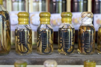 Choum, rice liquor, rice wine with pickled scorpions and snakes for sale, Laos, Asia