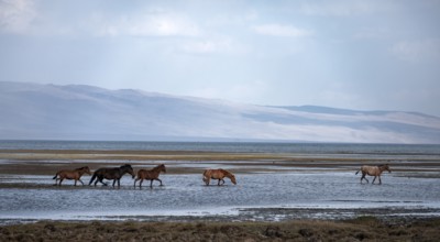 A herd of horses runs through the water at Song Kul mountain lake, Naryn region, Kyrgyzstan, Asia