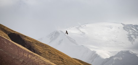 Bearded vulture (Gypaetus barbatus) in flight in front of a glaciated mountain peak, Lenin Peak,