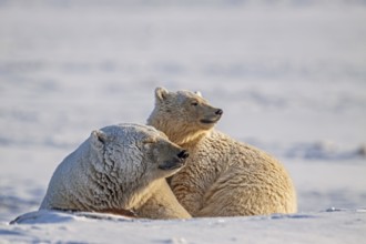 Polar bears (Ursus maritimus), polar bear mother and young in the snow, Kaktovik, Arctic National