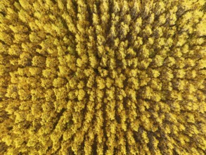 European Aspen (Populus tremula) in autumnal colours. Cultivated for timber. Aerial view. Drone