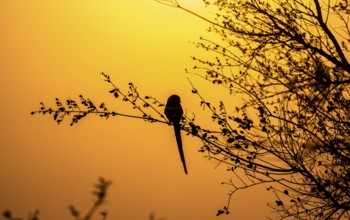 Silhouette in front of an atmospheric dawn, sunrise, Kruger National Park, South Africa, Africa