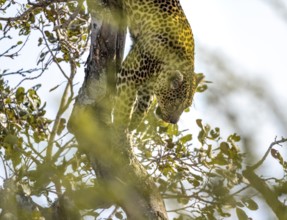 Leopard (Panthera pardus) climbing down a tree, adult, Kruger National Park, South Africa, Africa