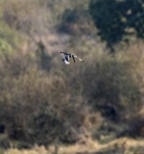 Pied kingfisher (Ceryle rudis) in flight hunting for fish, Kruger National Park, South Africa,