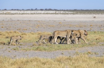 Lions (Panthera leo), two adult females with six cubs, animal family, Nebrowni waterhole, Etosha