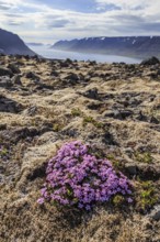 Pink coloured flowers in a lava field, fjord and mountains behind, backlight, summer, Westfjords,