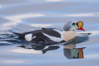 Common eider (Somateria spectabilis), swimming in the water, Batsfjord, Varanger Peninsula, Norway,