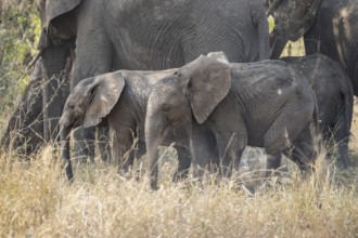 African elephant (Loxodonta africana), young animals feeding in dry grass, Kruger National Park,