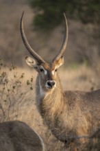 Ellipsen waterbuck (Kobus ellipsiprymnus), adult male, animal portrait, Kruger National Park, South