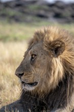 Lion (Panthera leo), animal portrait, adult male, lying in dry grass, Khwai, Okavango Delta, Moremi