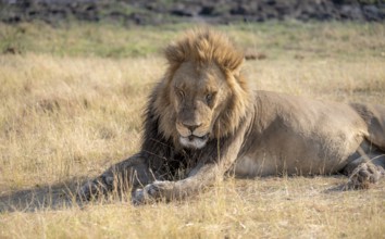 Lion (Panthera leo), animal portrait, adult male sleeping, lying in dry grass, Khwai, Okavango