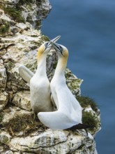 Northern Gannet, Morus bassanus, pair of birds on cliff