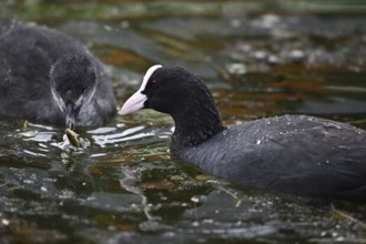 Common Coot (Fulica atra), adult bird feeding chick with a small fish