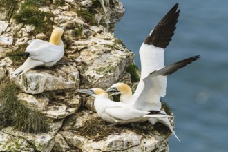 Northern Gannet, Morus bassanus, birds on cliff, Bempton Cliffs, North Yorkshire, England, United