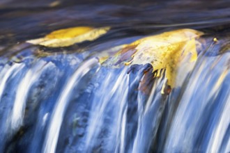 Maple leaf floating in a small waterfall in a stream at autumn