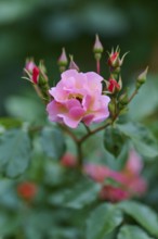 A delicate pink rose blossom in close-up against a background of green leaves, Miltenberg, Bavaria,