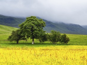 Farms in Yorkshire Dales National Park, North Yorkshire, England, United Kingdom, Europe