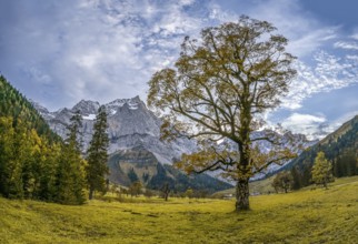 Maple tree with autumn leaves, autumn landscape in Rißtal with Spritzkarspitze, Großer Ahornboden,