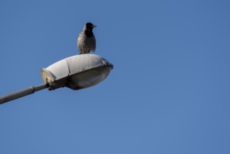 A young raven sits on a street lamp, Riga, Latvia, Europe