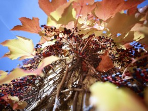 Wild Vine (Parthenocissus quinquefolia) on a house wall, autumn atmosphere, Munich, Bavaria,