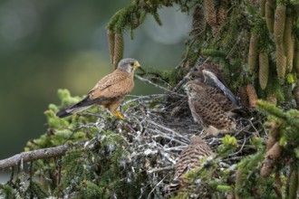 Common kestrel (Falco tinnunculus), male adult bird with fledglings not yet ready to fly at the