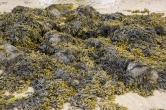 Brown algae and seaweed in the mudflats, North Sea, Föhr, North Sea island, North Frisia,