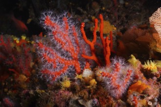 Bright red coral, Corallium rubrum, in a colourful underwater landscape. Dive site Giens Peninsula,